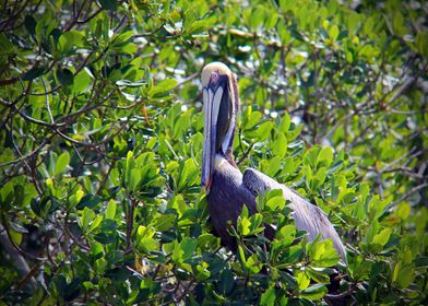 Pelican in the Bush