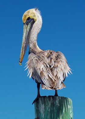 Pelican on a Pier