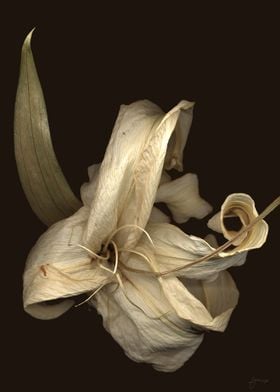 fading lily