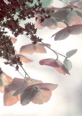 Pink and Mint Hydrangea