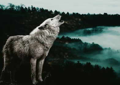 Wolf and Forest 2