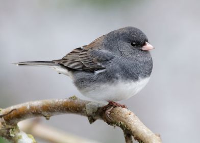 Cassiar Dark-Eyed Junco