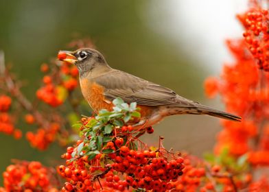 American Robin with Berry