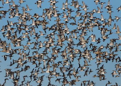 Winter Ducks in Flight