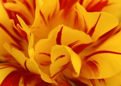 Red Gold Daffodils