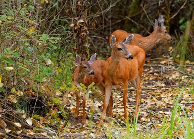 A Trio of Blacktail Deer