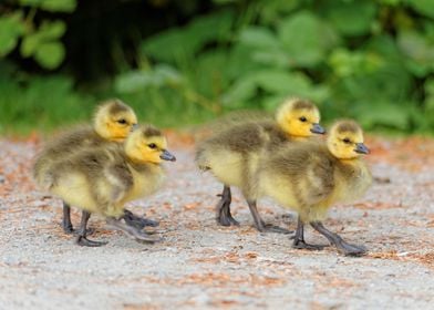 Canada Goslings on Parade