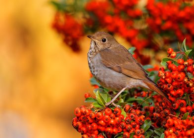 Hermit Thrush in the Bush