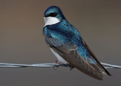 Tree Swallow on a Wire