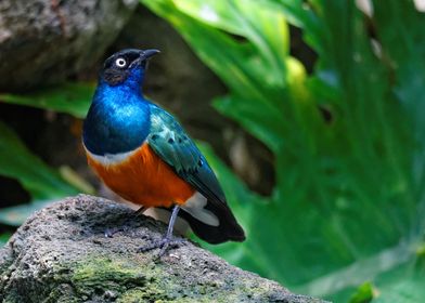 Gorgeous Superb Starling