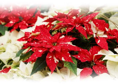 Red & White Poinsettias