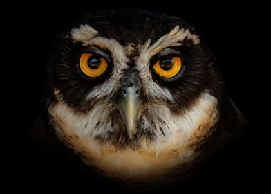 Spectacled Owl Eyes