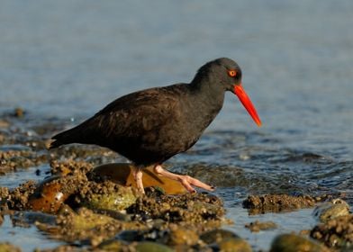 Black Oystercatcher