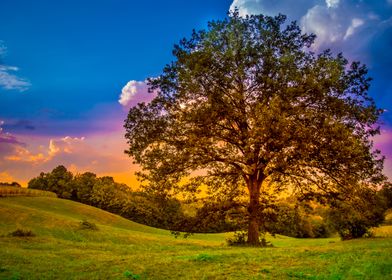 Oak tree in sunset