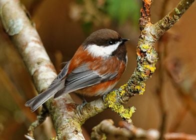 Chestnut-Backed Chickadee