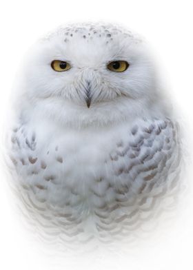 Portrait of a Snowy Owl