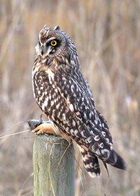 Short-Eared Owl with Vole