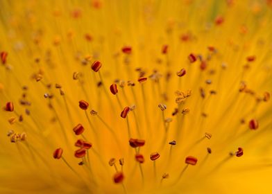 Closeup of St. John's Wort