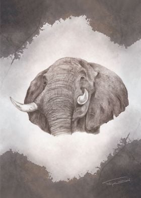 Serengeti - Elephant