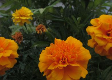 flora orange