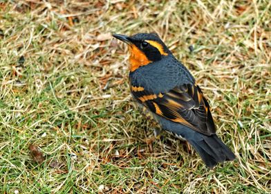 Beautiful Varied Thrush