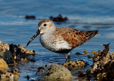 A Solitary Dunlin