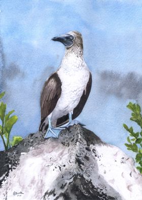 Blue Footed Booby Bird