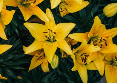 Yellow lily flowers.