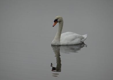 Swan. Gorton Reservoir