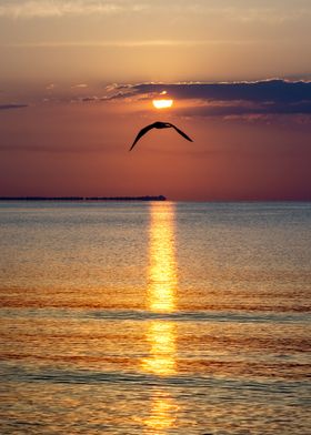 Seagull at Sunrise