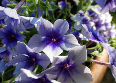 Flowers in a pot