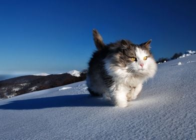 Mountain Cat