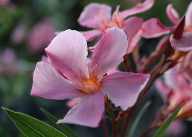 Oleander blossom