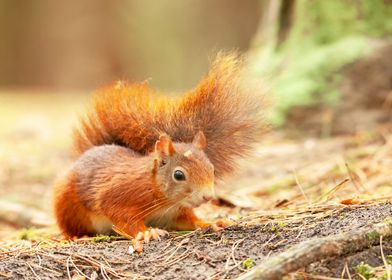 Formby red squirrel