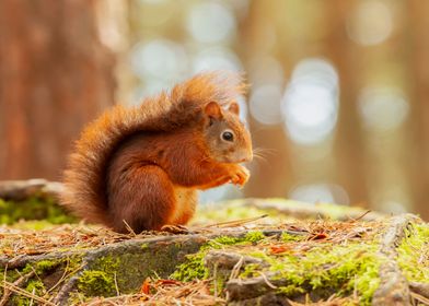 Red squirrel in the sun