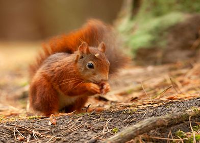 Snacking red squirrel