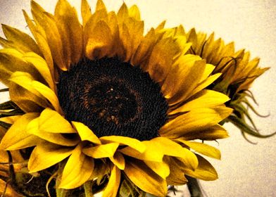 Glorious Sunflowers 2