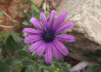 Purple African Daisy