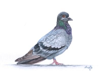 Blue Rock Pigeon