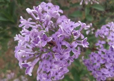 Lilac flowers