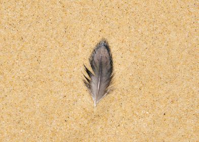 Found feather on a beach