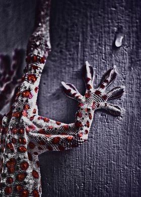 Gecko feet