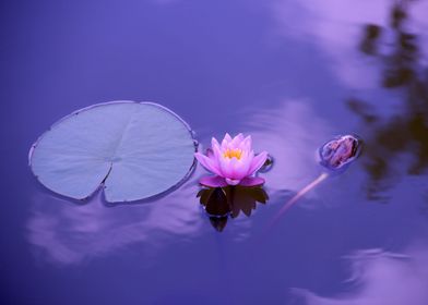 Lotus in The Water