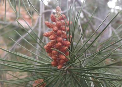 Pine tree flora