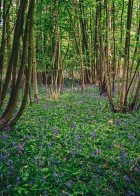 Bluebell Forest