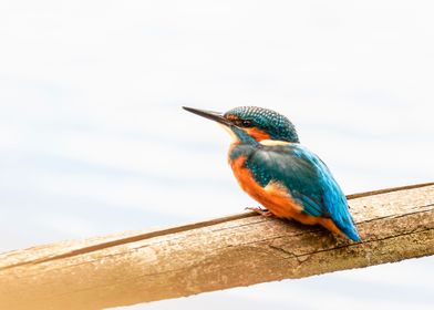 Waiting Kingfisher