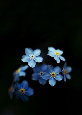 Forget Me Nots on Black