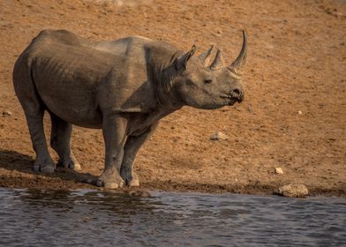 Black Rhino on the Water