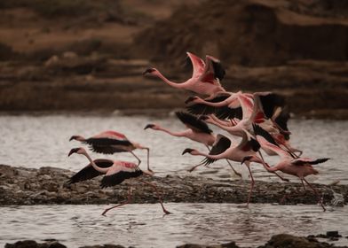 A Departing Flamingo Flock