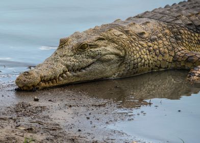A Resting Nile Crocodile